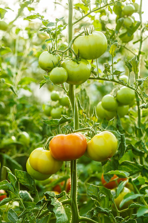 Organic ripening green tomato clusters in a greenhouseの写真素材