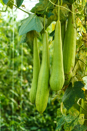 Green sponge gourd vegetable sponge growing in greenhouseの写真素材