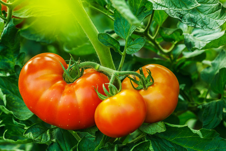 Organic ripe tomato cluster in a greenhouseの写真素材