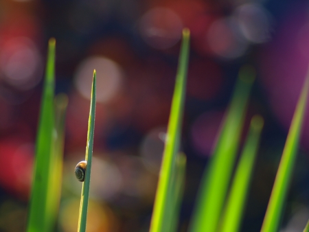 Snail tending upwards. Foliage, abstract background.の写真素材