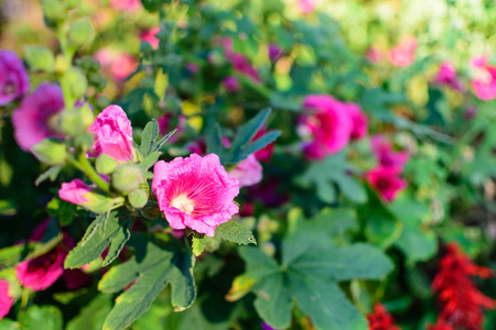 Pink Flower Selective Focus Blur Background Bokehの写真素材