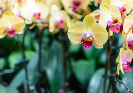 Beautiful Yellow Pink Orchid Panicle Selective Focusの写真素材