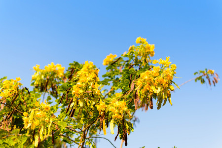 Yellow Flower on Tree with Blue Sky Selective Focusの写真素材