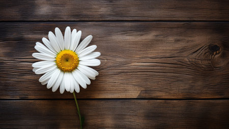 Daisy (Bellis perennis) flower set against a rustic wood background. The natural aesthetic of the wood complements the beauty of the daisy. Ample copy space is available, making it ideal for designの素材