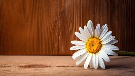 Daisy (Bellis perennis) flower set against a rustic wood background. The natural aesthetic of the wood complements the beauty of the daisy. Ample copy space is available, making it ideal for designの素材