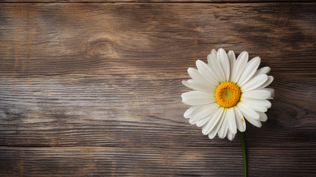 Daisy (Bellis perennis) flower set against a rustic wood background. The natural aesthetic of the wood complements the beauty of the daisy. Ample copy space is available, making it ideal for designの素材