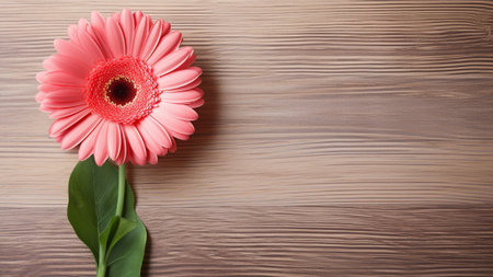 Explore the stunning beauty of a Gerbera Daisy (Gerbera jamesonii) flower against a rustic wood background. This captivating floral photograph offers ample copy space for your creative needs.の素材