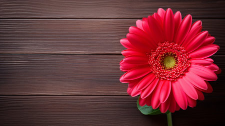 Explore the stunning beauty of a Gerbera Daisy (Gerbera jamesonii) flower against a rustic wood background. This captivating floral photograph offers ample copy space for your creative needs.の素材