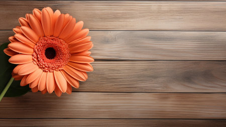 Explore the stunning beauty of a Gerbera Daisy (Gerbera jamesonii) flower against a rustic wood background. This captivating floral photograph offers ample copy space for your creative needs.の素材