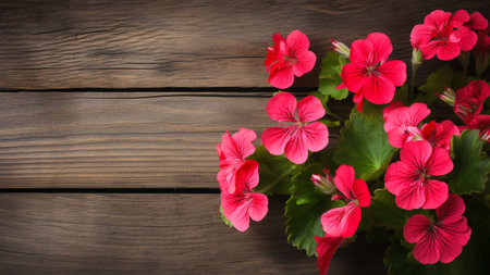 Geranium (Pelargonium) flower against a rustic wood background, providing a visually appealing contrast. The composition offers ample copy space, making it perfect for various design and text overlaysの素材