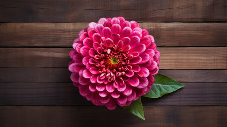 Zinnia Elegans flower set against a wood background. The rich textures of the wood create a natural and warm atmosphere, while the generous copy space allows for personalized messages or branding.の素材