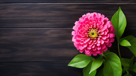 Zinnia Elegans flower set against a wood background. The rich textures of the wood create a natural and warm atmosphere, while the generous copy space allows for personalized messages or branding.の素材