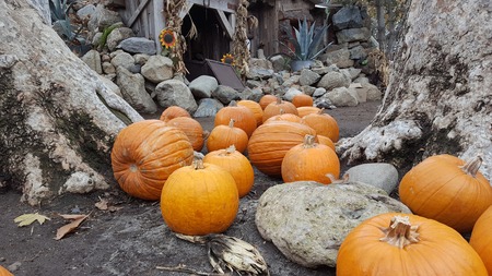 Pumpkins arranged among trees and rocksの写真素材