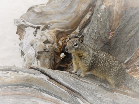 Brown squirrel on a brown log at the beach.