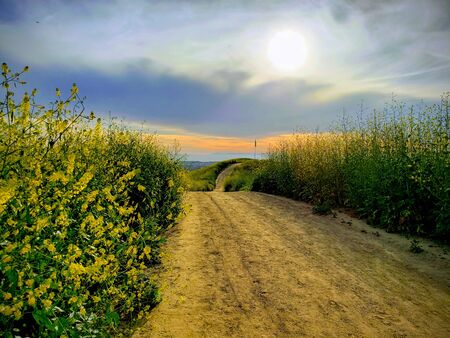 Flag at the end of a beautiful hill path lined with mustard plants.