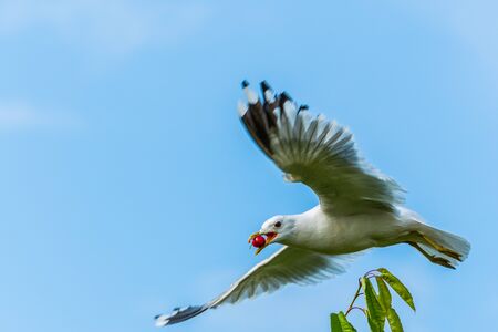 A seagull gets a cherry in flight from a cherry tree