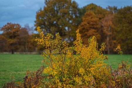 The main focus is on trees in different situationsの写真素材