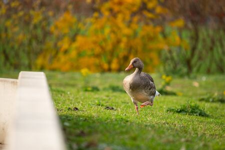 Ducks are the main motive of these picturesの写真素材