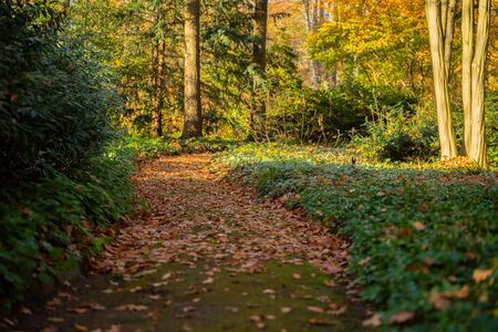 A walk through an autumn forestの写真素材