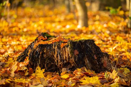 Main motive are old trees and tree stumpsの写真素材