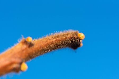 Focus on nature Flowers, leaves and stemsの写真素材