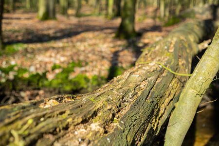 The natural paradise Hasbruch in Northern Germany near Hude
