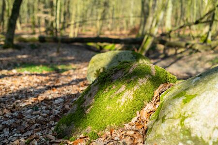 The natural paradise Hasbruch in Northern Germany near Hudeの写真素材