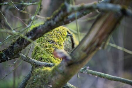 The main focus is on trees in different situationsの写真素材