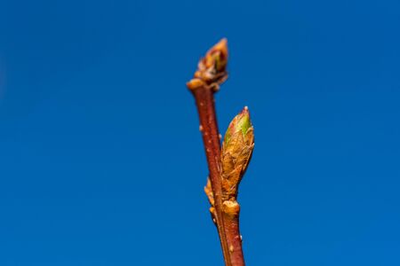 Focus on nature Flowers, leaves and stemsの写真素材