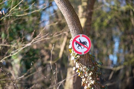 Focused motifs can be found during a walk through natureの写真素材