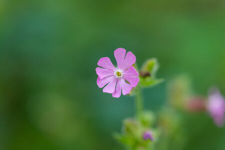 Focus on nature Flowers, leaves and stemsの写真素材