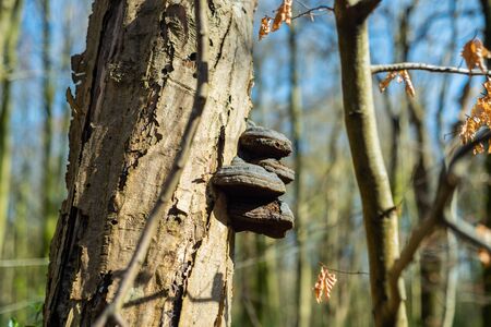 The main focus is on trees in different situations