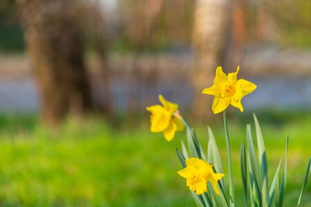 Focus on nature Flowers, leaves and stemsの写真素材