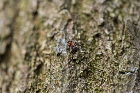Focused motifs can be found during a walk through natureの写真素材