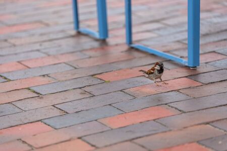 a sperling on foraging at a food truckの写真素材