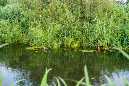 The water always finds its way through natureの写真素材