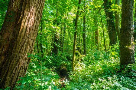 A park that looks like a jungleの写真素材