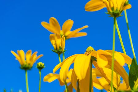 Glowing flowers are in focusの写真素材