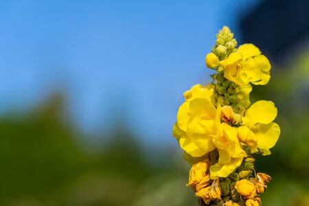 individual  flowers are in focus