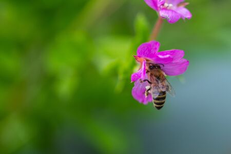 Bee  on a shining flower