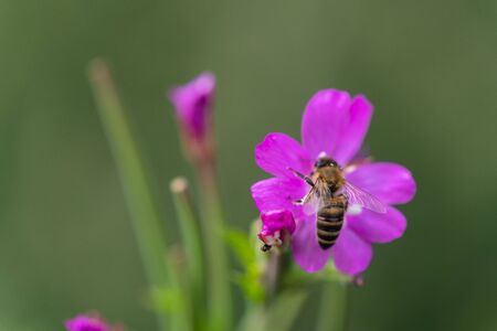 Bee  on a shining flower