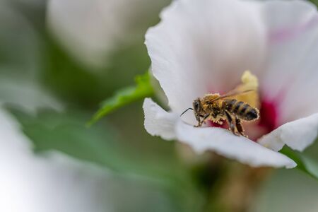 bees  collect pollen in flowers