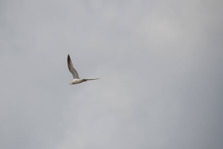 Seagulls  frolicking on the Weser in Bremen Germany
