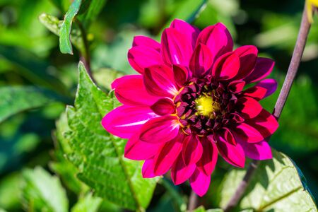 many  bright flowers heads with green backgroundの写真素材