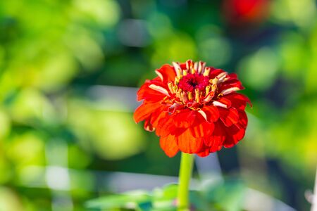 many  bright flowers heads with green backgroundの写真素材