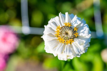 many  bright flowers heads with green backgroundの写真素材