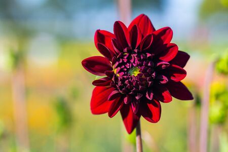 many  bright flowers heads with green backgroundの写真素材