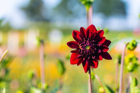 many  bright flowers heads with green backgroundの写真素材