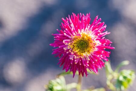 many  bright flowers heads with green backgroundの写真素材