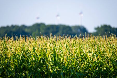 Focus on  a cornfield with a blurred background